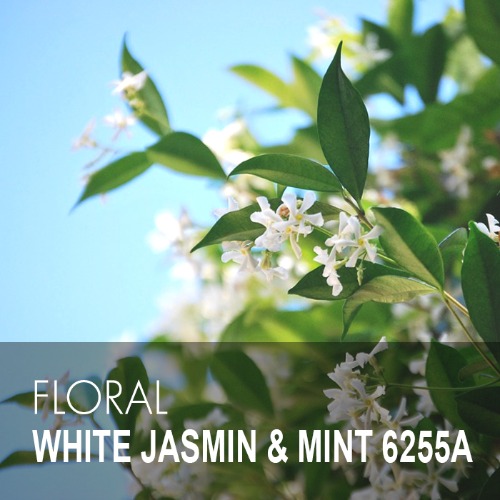 WHITE JASMIN&amp;MINT /화이트 자스민 앤 민트 6255A